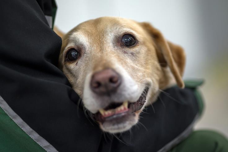 ΚΙΝΑ: Πυροσβέστες βούτηξαν στα λασπόνερα για να διασώσουν σκυλάκια